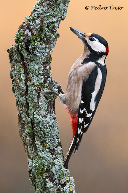 Pico picapinos (Dendrocopos major)